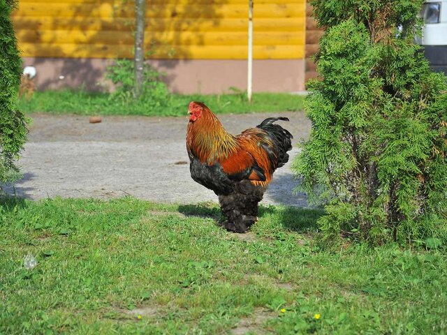Лесной двор