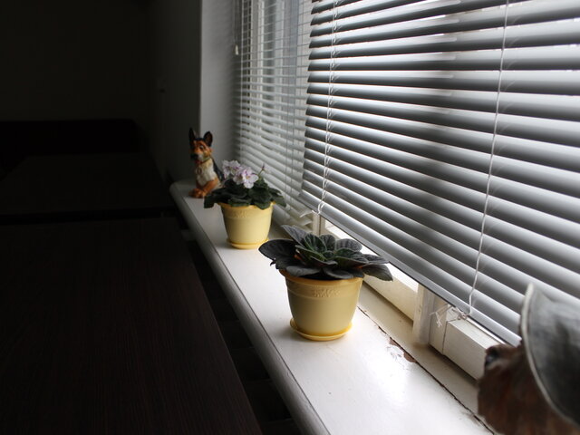 Крокус photo 5